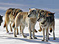 Isle Royale wolves