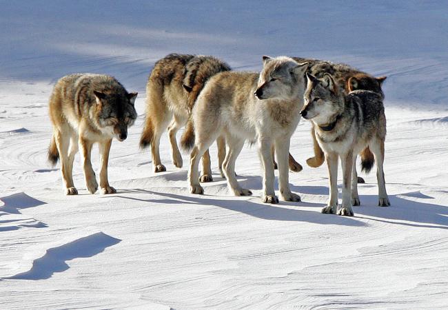 In this Feb. 10, 2006, file photo  a pack of gray wolves is shown on Isle Royale National Park in northern Michigan.