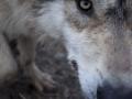 Wolf Eye