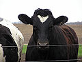 Dairy cow
