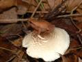 Spring peeper