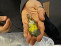 Nashville Warbler