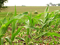 New corn