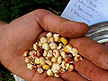 Bear Island corn