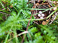 Larger view