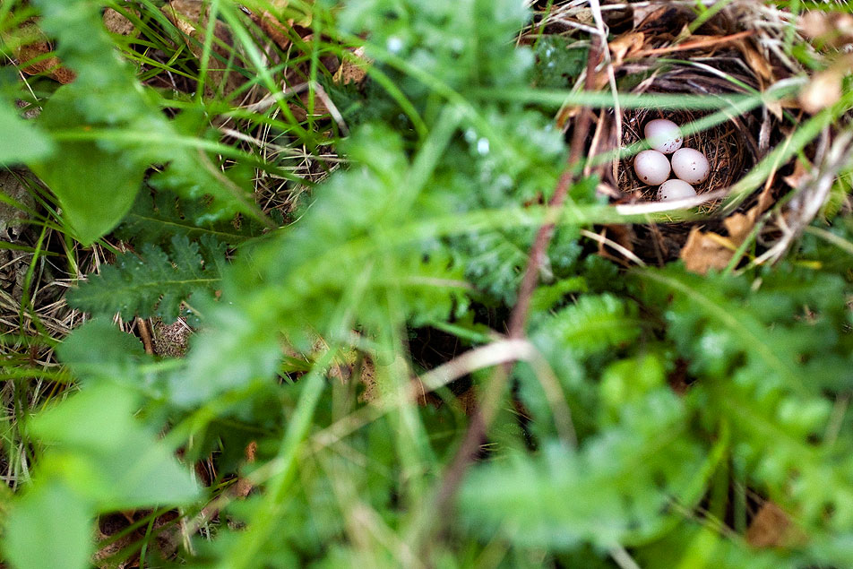 Golden-winged Warbler nest