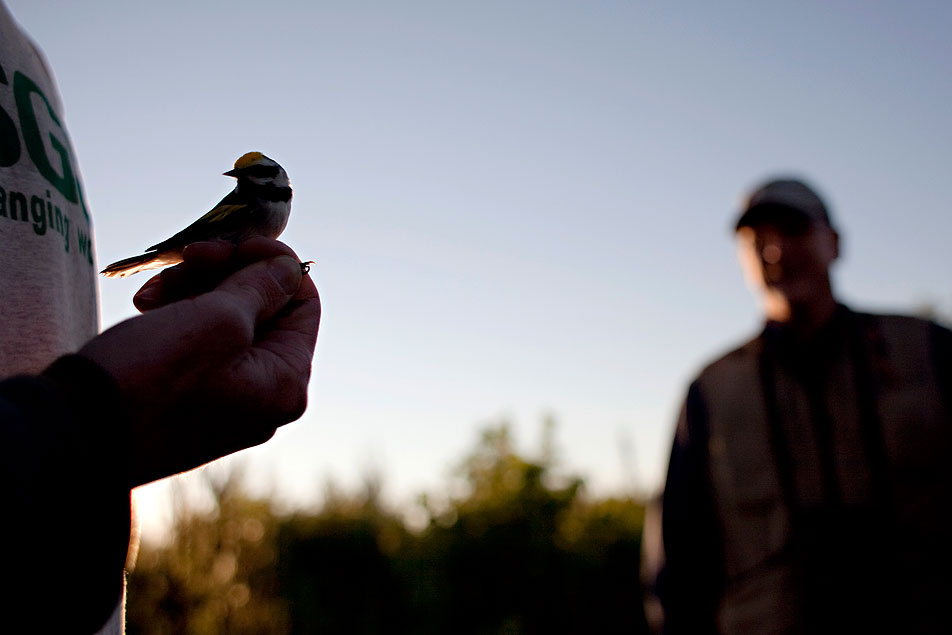 Male Golden-winged Warbler