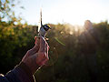 Releasing a warbler