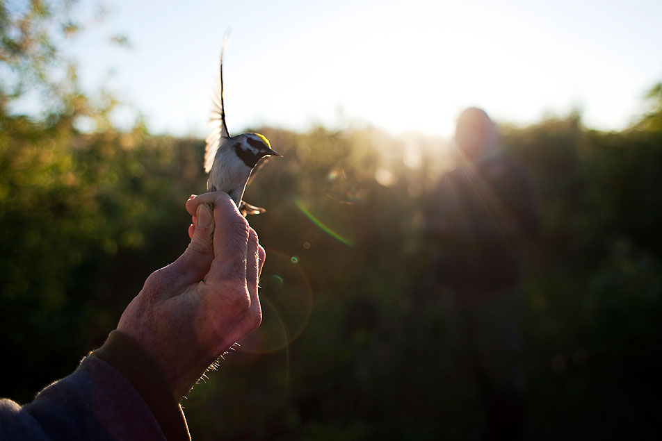 Releasing a warbler