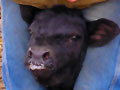 Tagging calves