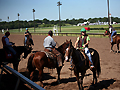 Exercising horses at Canterbury