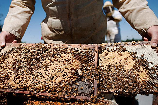 Comparing hives