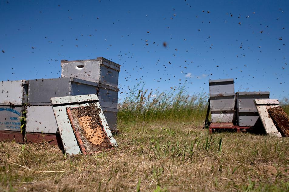 Busy time for bees