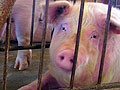 Fderal rule on livestock sales