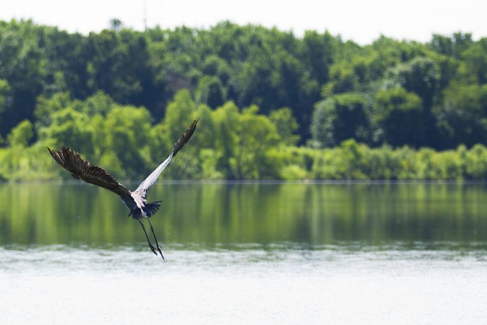 Heron Release