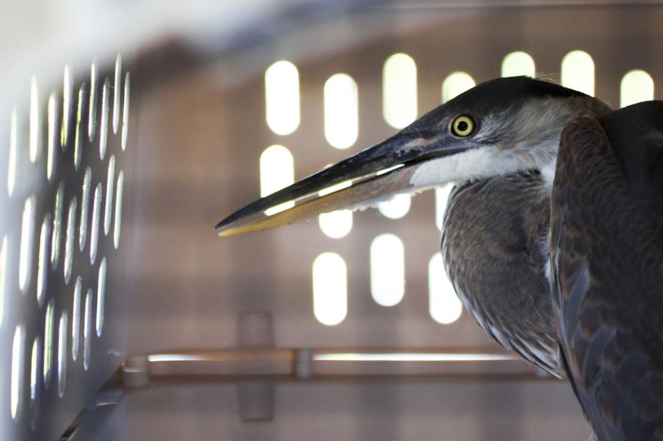 Heron Release