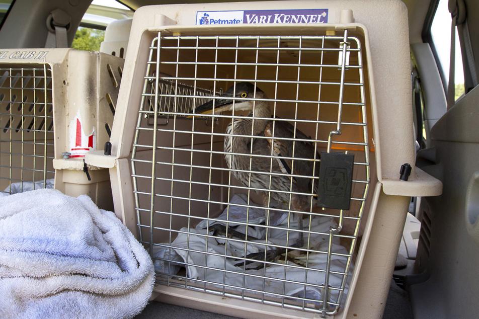 Heron Release