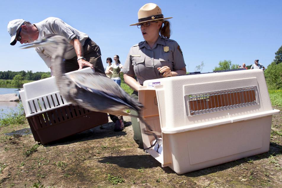Heron Release