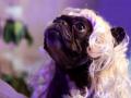 Dog Opera