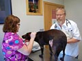 Dog has Lyme disease