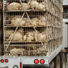 Recalled+ground+turkey+kroger