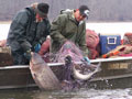 Asian Carp