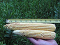 Comparing corn