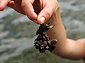 Zebra mussels on a twig