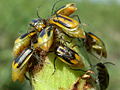Western rootworm beetles