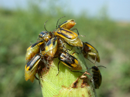 Larger view