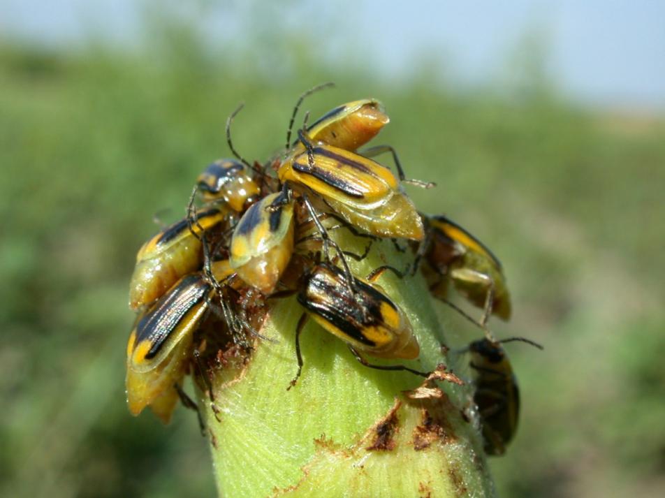 Western rootworm beetles