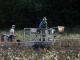 Searching for Asian carp