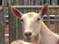 Goats take over