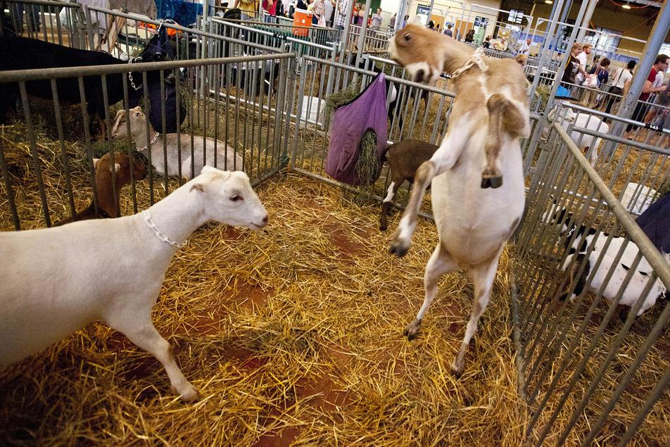 Goats at the state fair