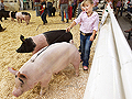 The Novice Swine Competition