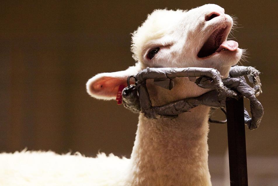 An unhappy sheared sheep