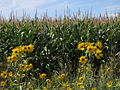 Native vegetation