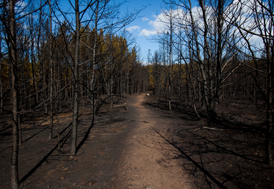Scorched wilderness
