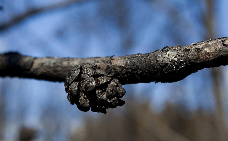 Burned pine cone