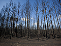 Burned wilderness