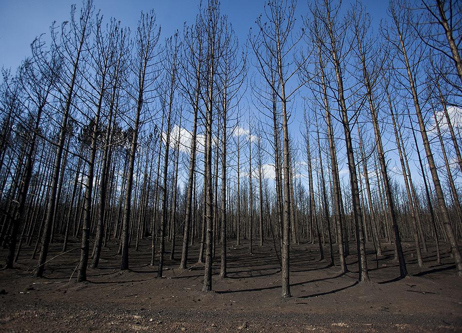 Burned wilderness