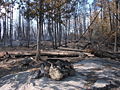 Heavily damaged campsite