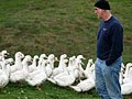 Duck farm