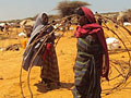 Gathering sticks for huts