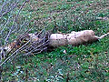 Larger view