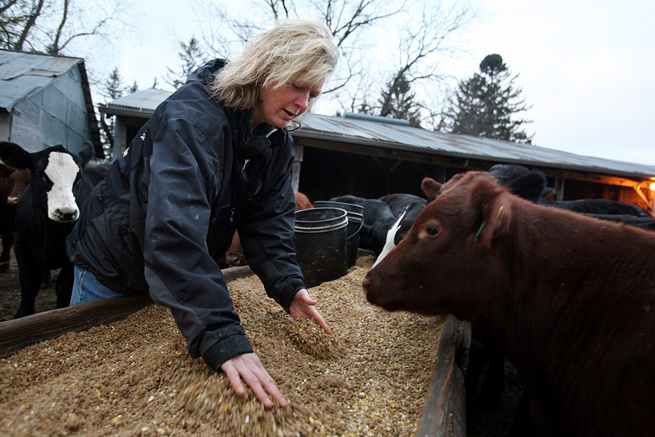 Feeding the cows