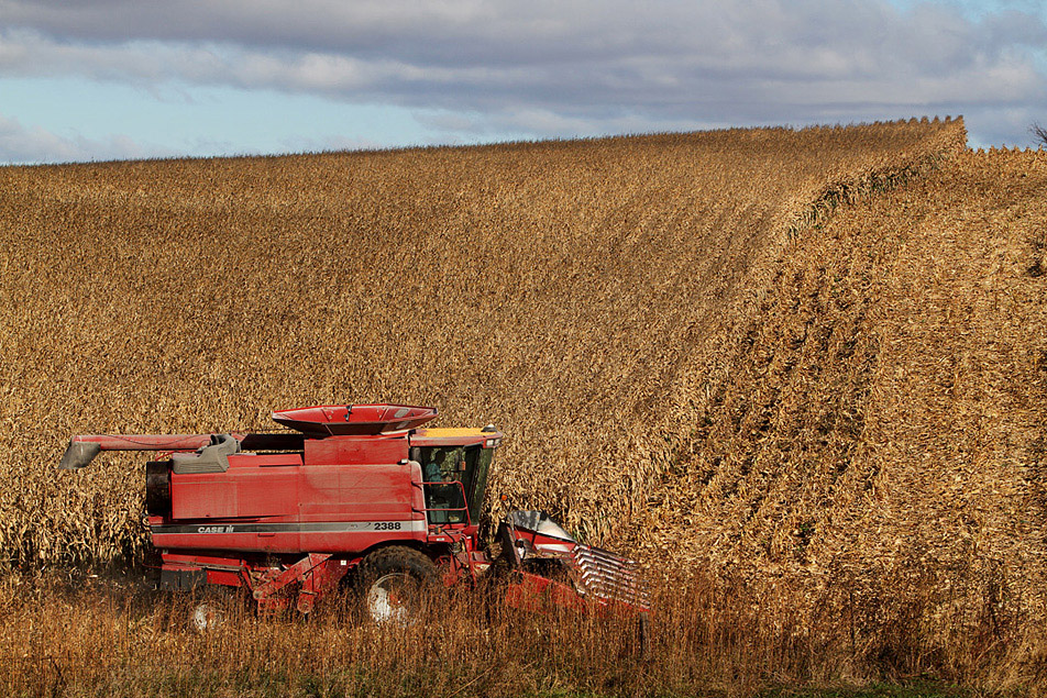 Corn harvest
