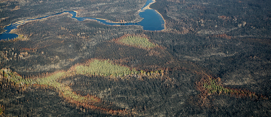 Near Forest Center
