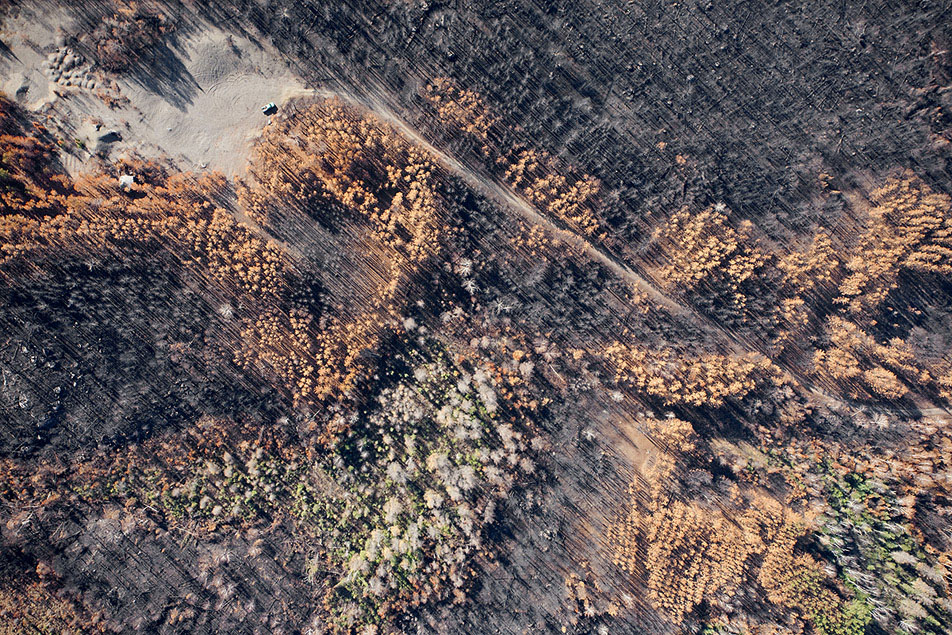 Burned pines near Forest Center