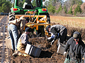 Lifting walnut seedlings